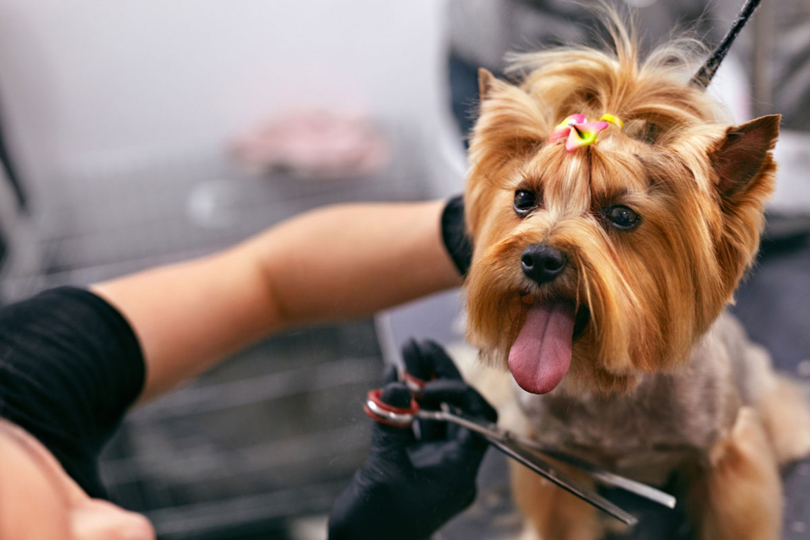 Our grooming salon beginnings
