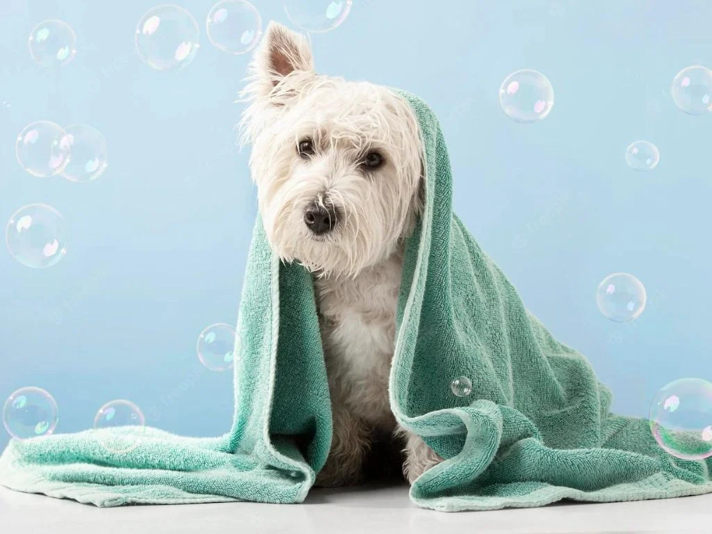 Our professional grooming team