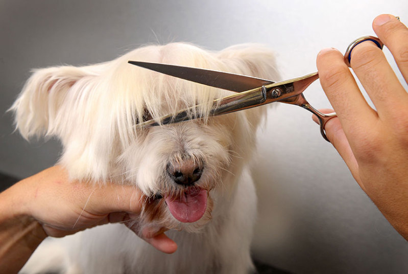 Professional dog grooming services with happy, well-groomed dogs
